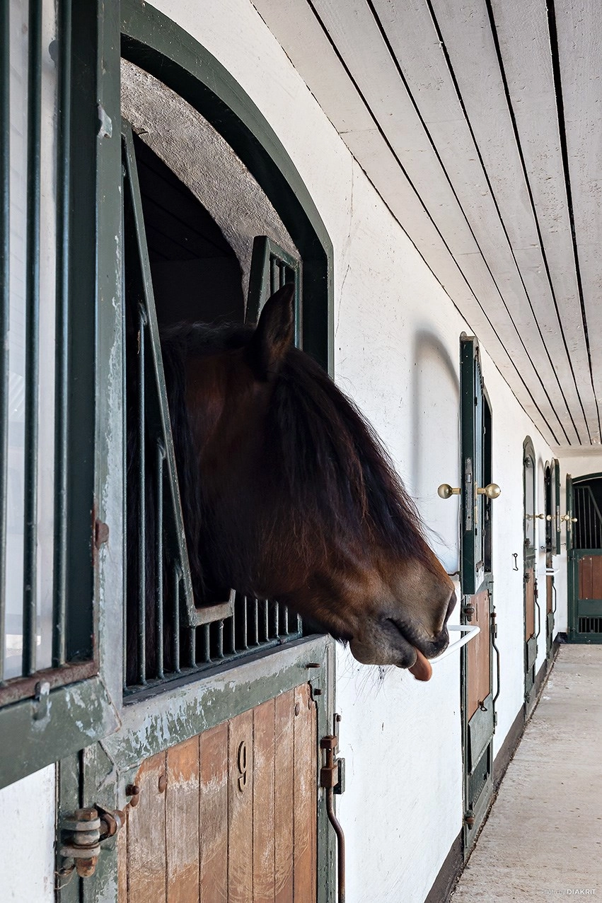 Springfield Farm – En exklusiv fastighet med internationell potential.